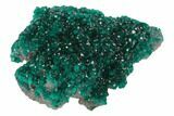 Sparkly, Dioptase Crystal Cluster - Namibia #78698-1